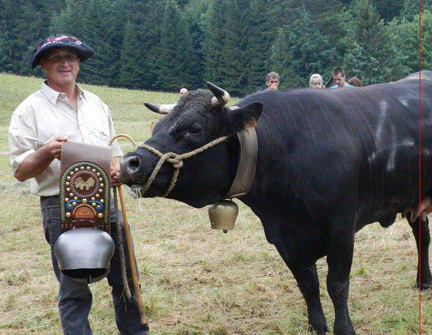 vaches d'herens,chartreuse,saint-pierre-de -chartreuse,fédration suisse d'élevage de la race d'herens,vaches de combat
