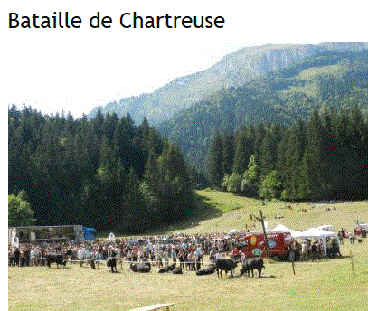 vaches d'herens, chartreuse, saint-pierre-de -chartreuse, fédration suisse d'élevage de la race d'herens,vaches de combat,
