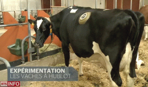 posieux,agroscope hublots sur vaches,expérimentation